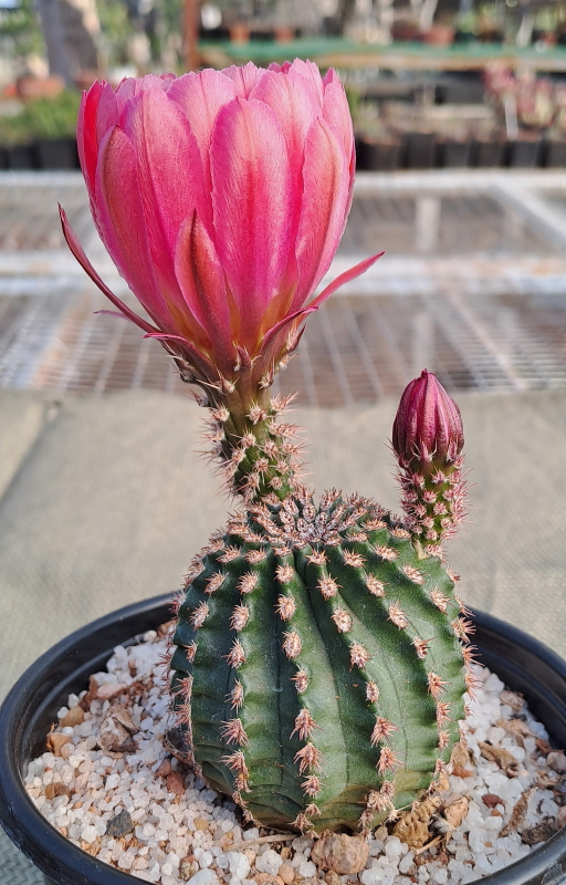 Echinocereus hybrid - Red