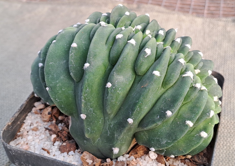 Echinopsis subdenudata f. cristata - Crested Easter Lily Cactus