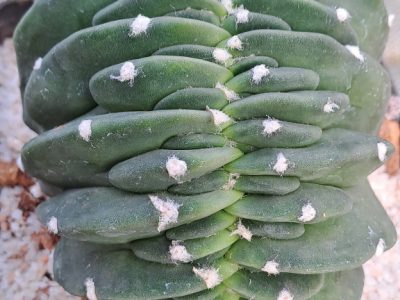 Echinopsis subdenudata f. cristata - Crested Easter Lily Cactus