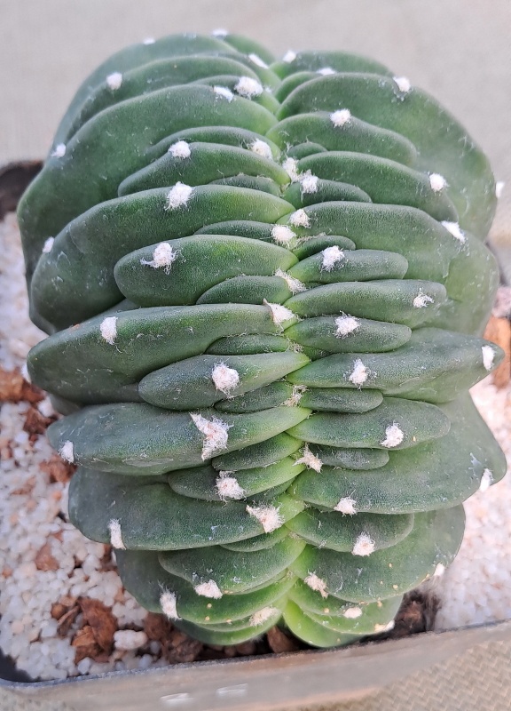 Echinopsis subdenudata f. cristata - Crested Easter Lily Cactus