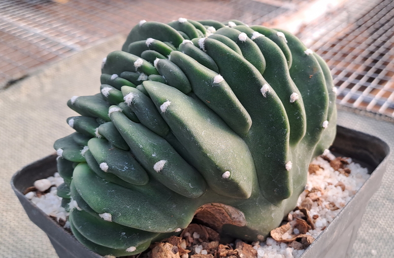 Echinopsis subdenudata f. cristata - Crested Easter Lily Cactus