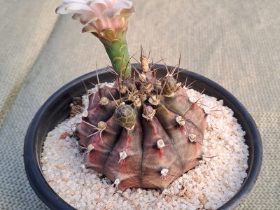Gymnocalycium mihanovichii var. friedrichii - Plaid Cactus