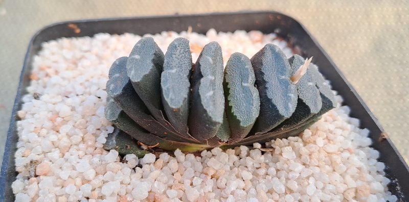 Haworthia truncata - Horse's Teeth
