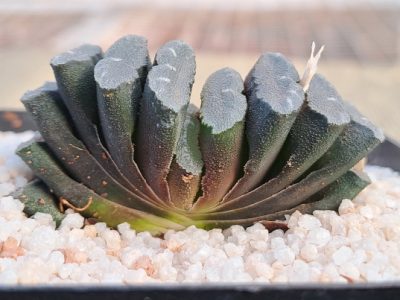 Haworthia truncata - Horse's Teeth