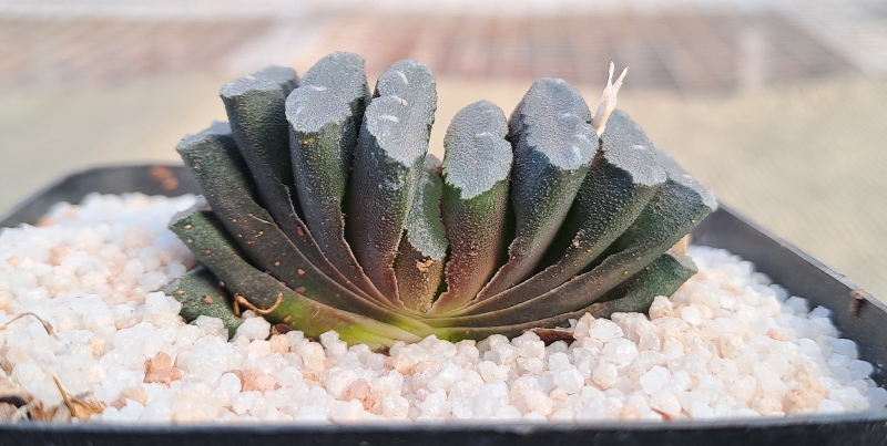 Haworthia truncata - Horse's Teeth