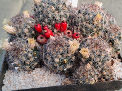 Mammillaria prolifera - Texas Nipple Cactus