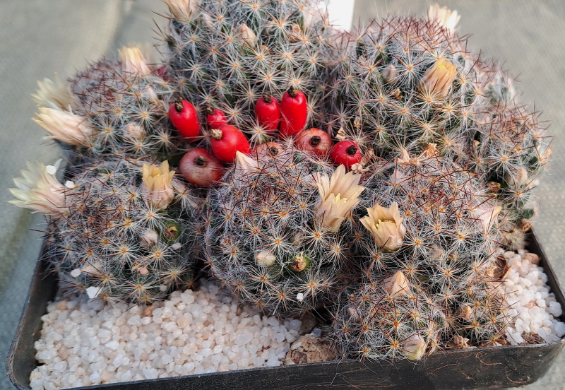 Mammillaria prolifera - Texas Nipple Cactus