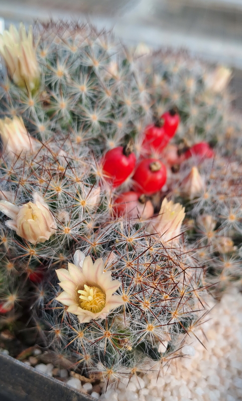 Mammillaria prolifera - Texas Nipple Cactus