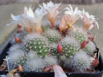 Rebutia albiflora